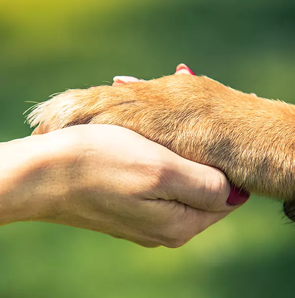 hand-holding-dog-paw