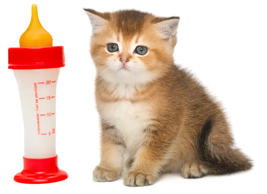 small-kitten-and-baby-milk