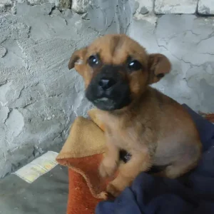 Maja
