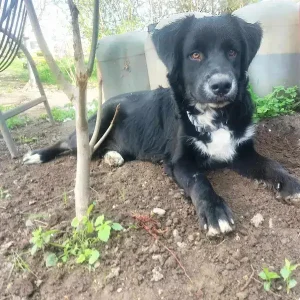 Maxi