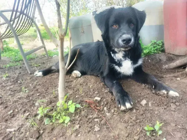 Maxi