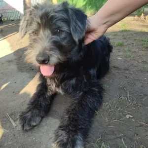 Roki