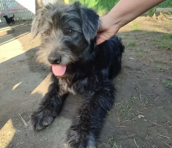 Roki