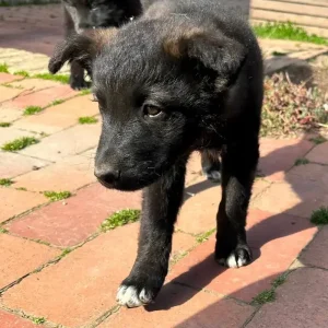 Sića