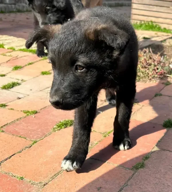 Sića