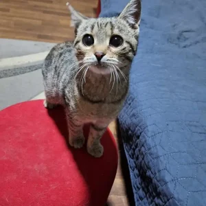 Wafli