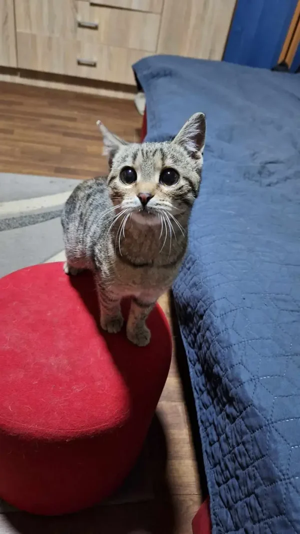 Wafli