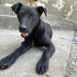 Boki