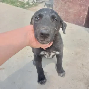 Boni
