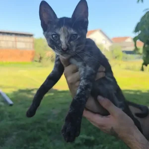 Koko