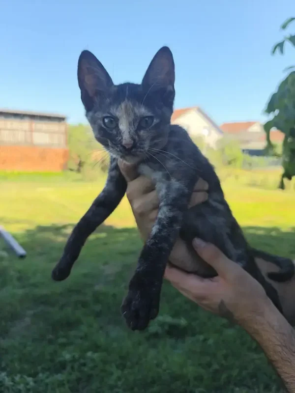 Koko