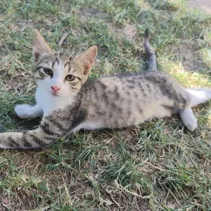 Mica