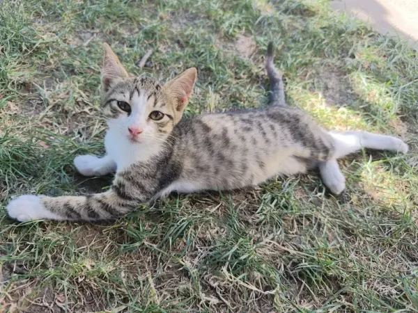 Mica