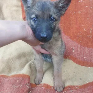 Raja
