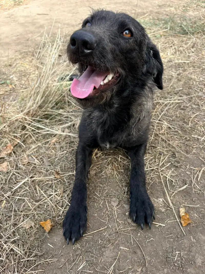 Dušica - Слика 2