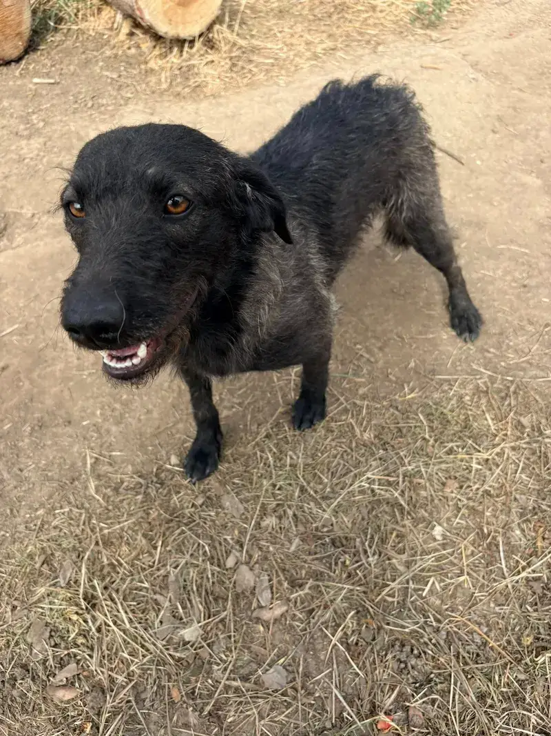 Dušica - Слика 3