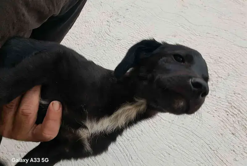 Gariša - Слика 3