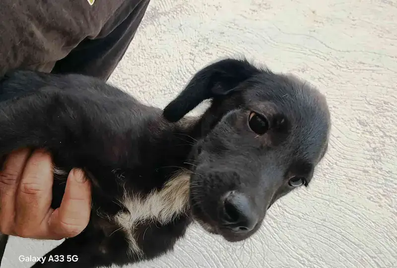 Gariša - Слика 2