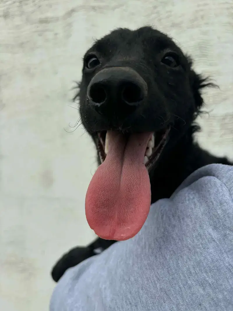 Julkica - Слика 3