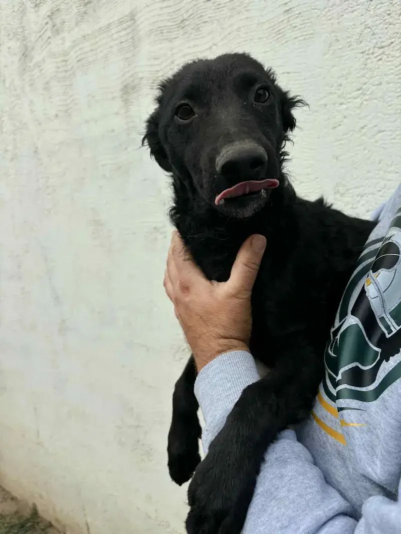 Julkica - Слика 2