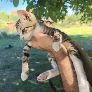 Laki