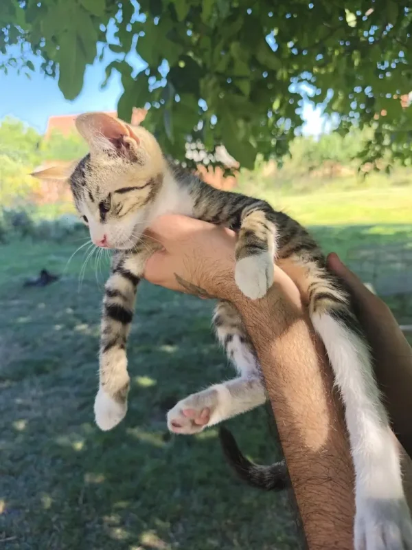 Laki