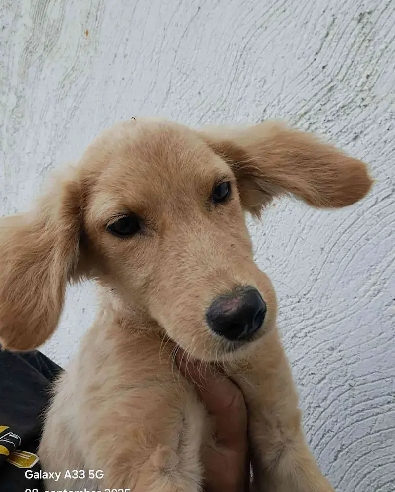 Magdalena - Слика 2