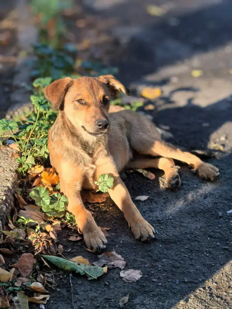 Mališa - Слика 3