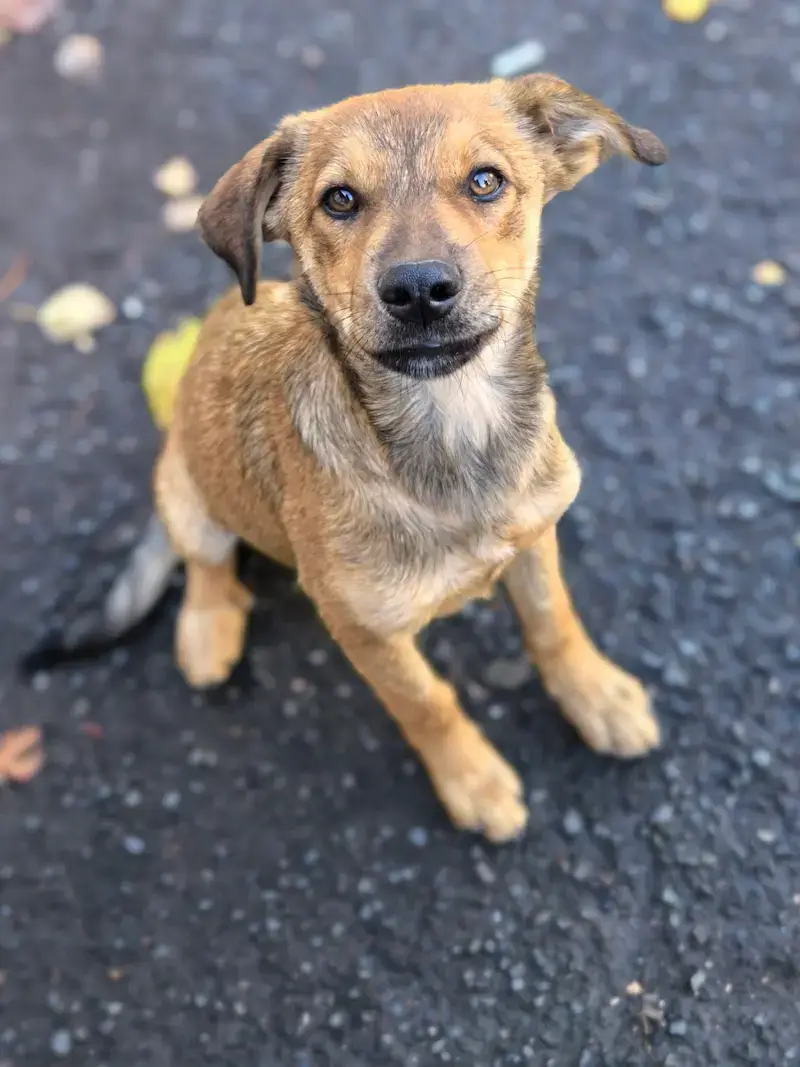 Mališa - Слика 2