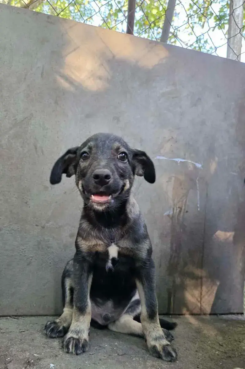 Pablo - Слика 3