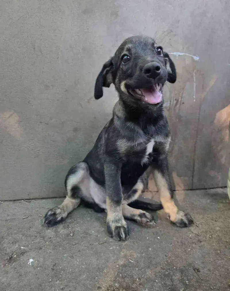 Pablo - Слика 2