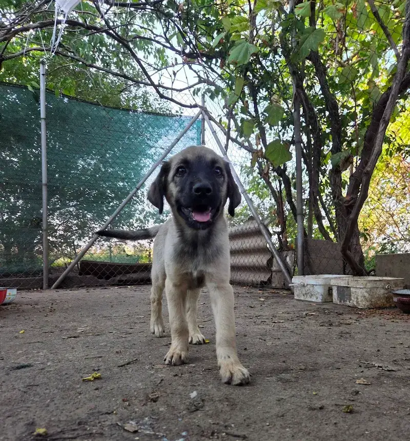 Pavle - Слика 3