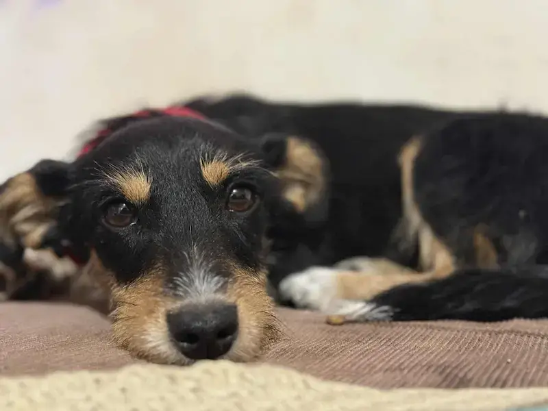 Sendi - Слика 3