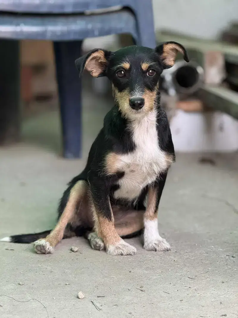 Sendi - Слика 2