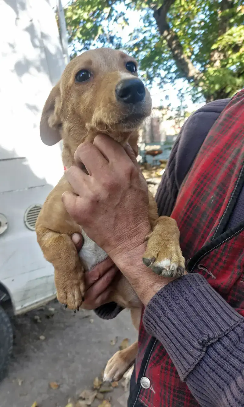 Senka - Слика 3