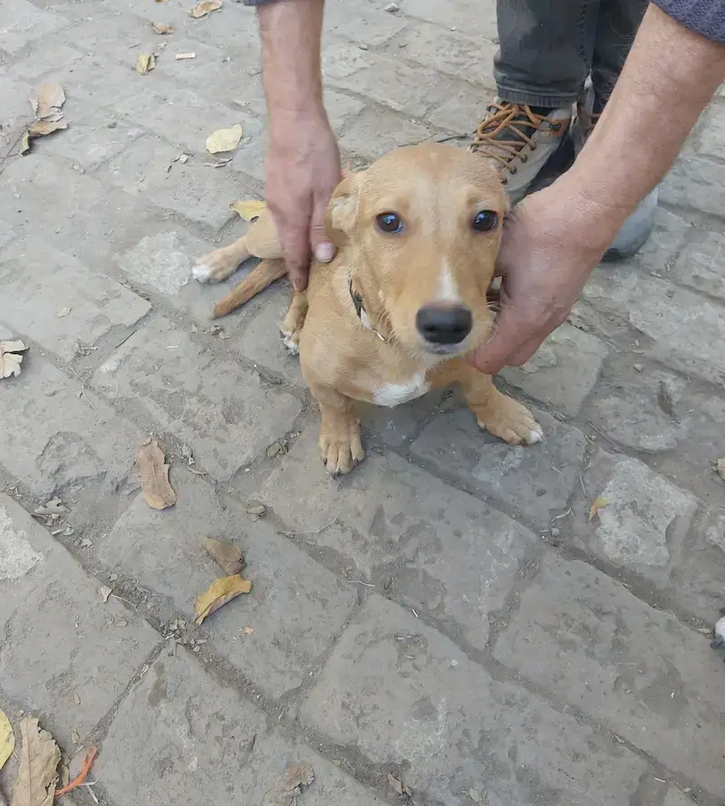 Senka - Слика 2