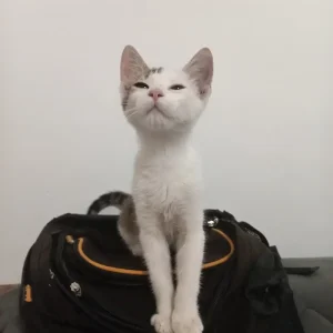Tom