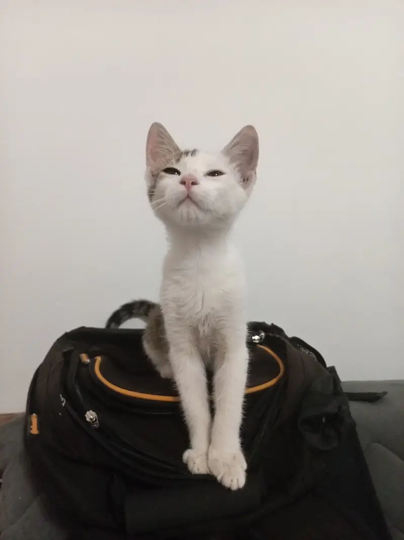 Tom