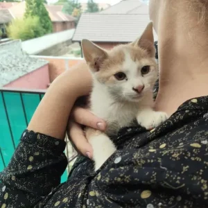 Mufasa