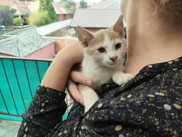 Mufasa
