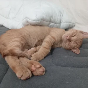 Simba