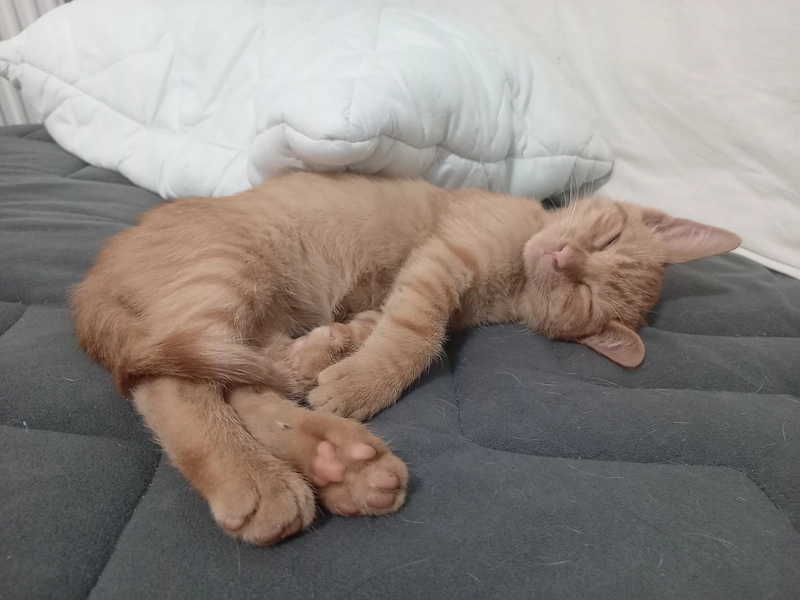 Simba
