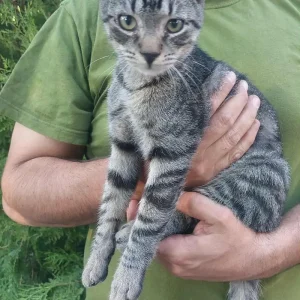 Zlatko