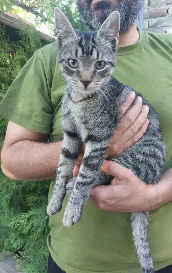 Zlatko
