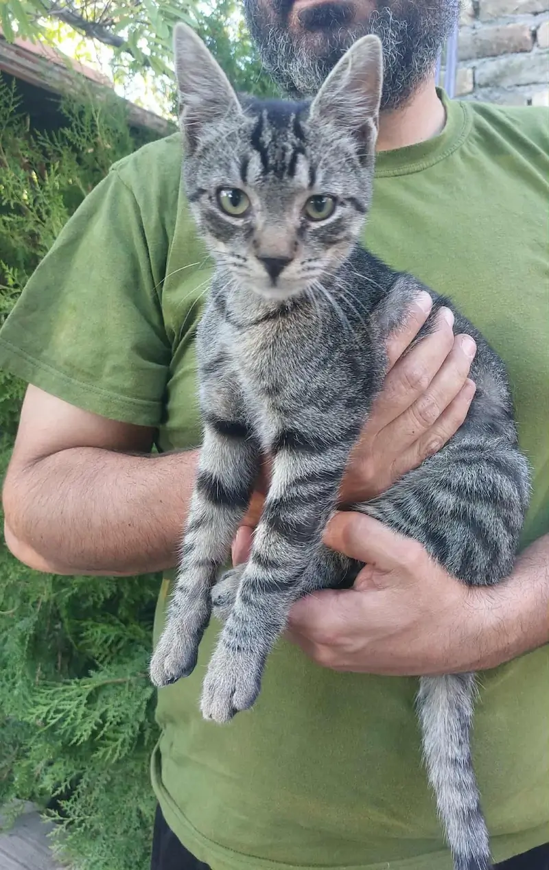 Zlatko