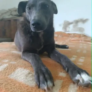 Diva