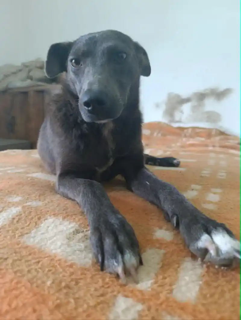 Diva