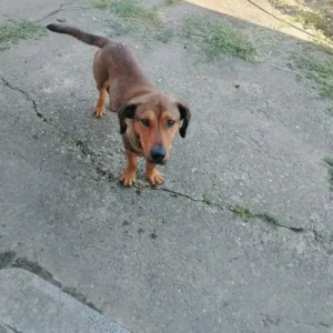Dragi