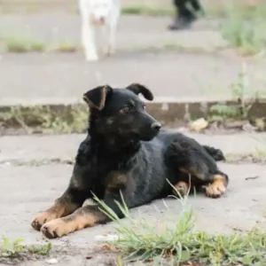 Janja