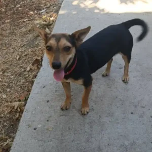 Lili